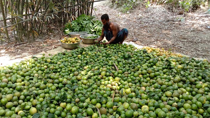 অতি খড়ায় সাটুরিয়ায় লেবুর ফলন কম  বাড়তি দরেও লোকসানে লেবু চাষীরা